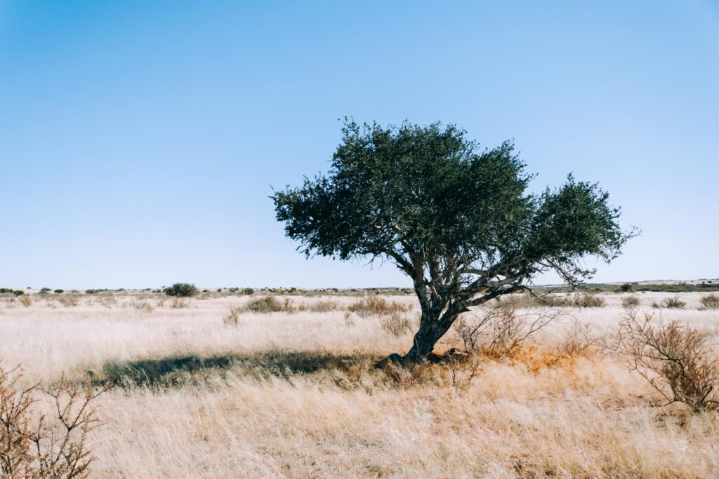 Kalahari