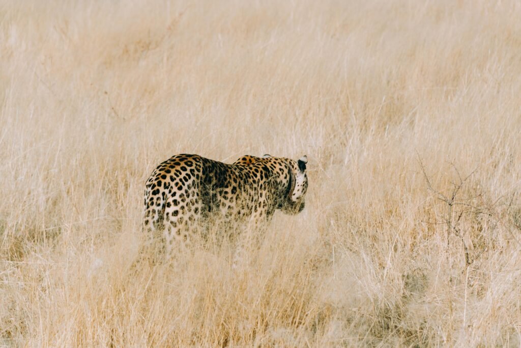 Leopard tracking in the Omboroko Mountains