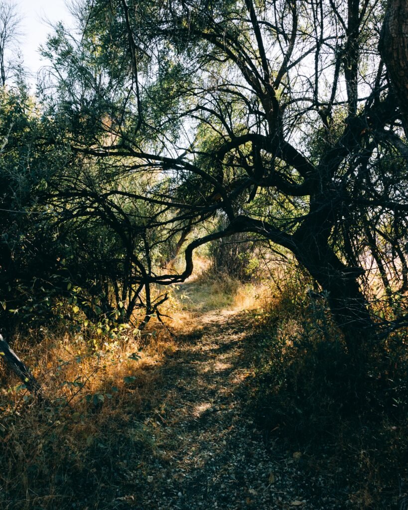 Take the trail