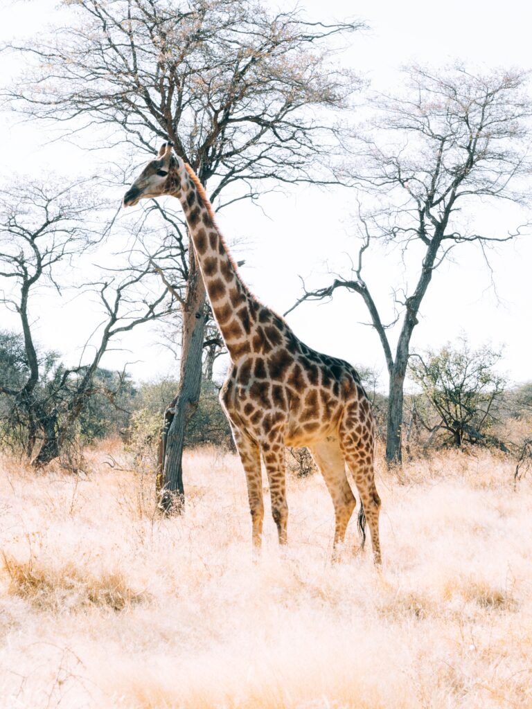 Giraffe