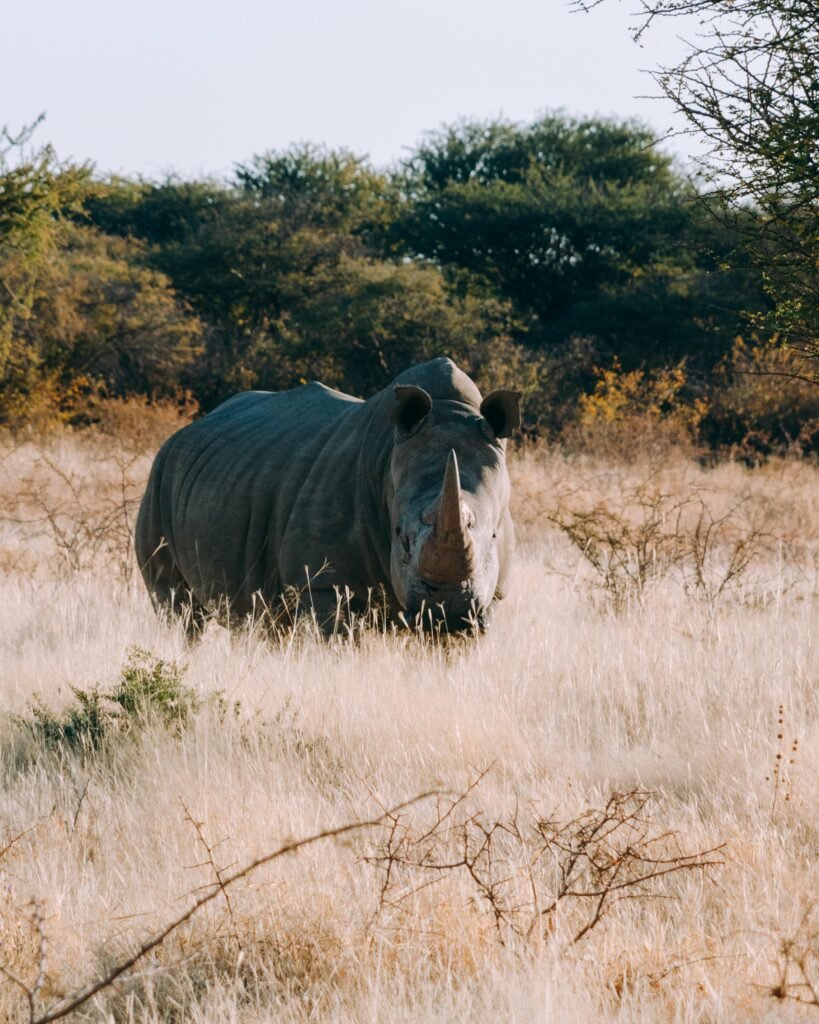 Rhino