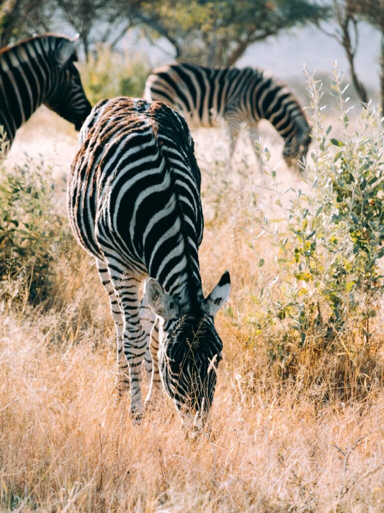 Peaceful grazing