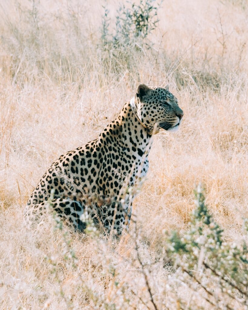 Leopard