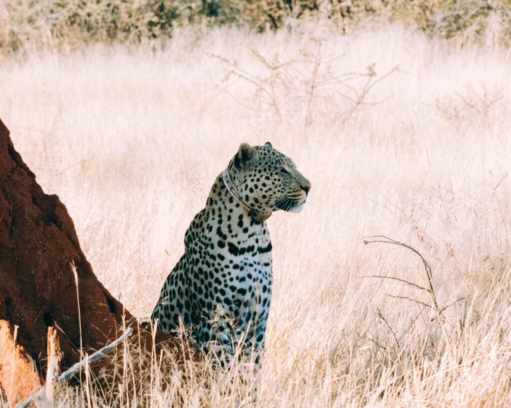Leopard