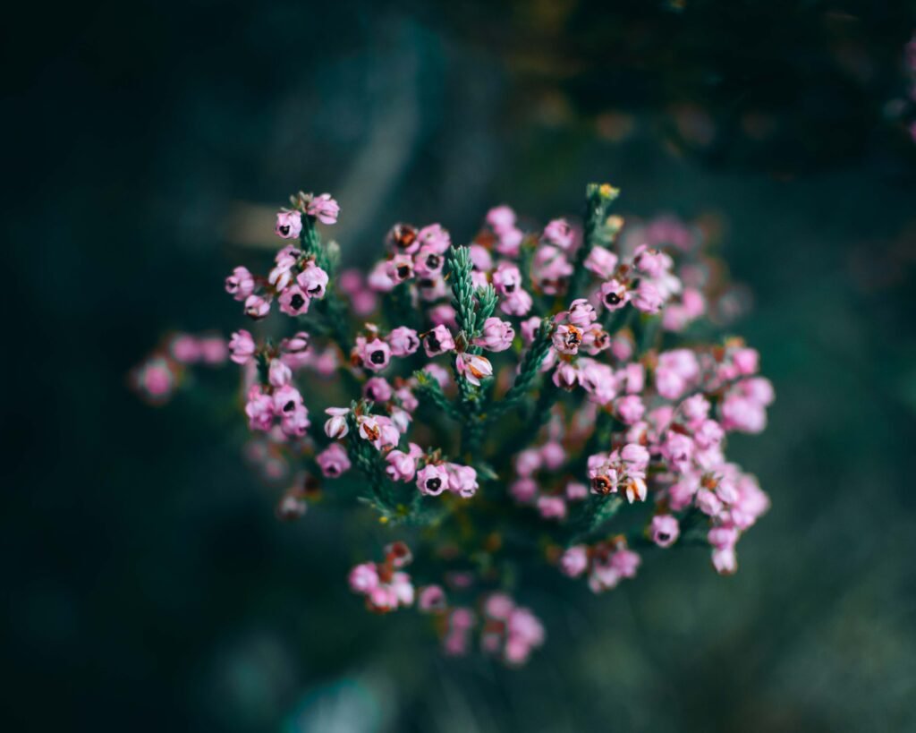 Soft pink flowers