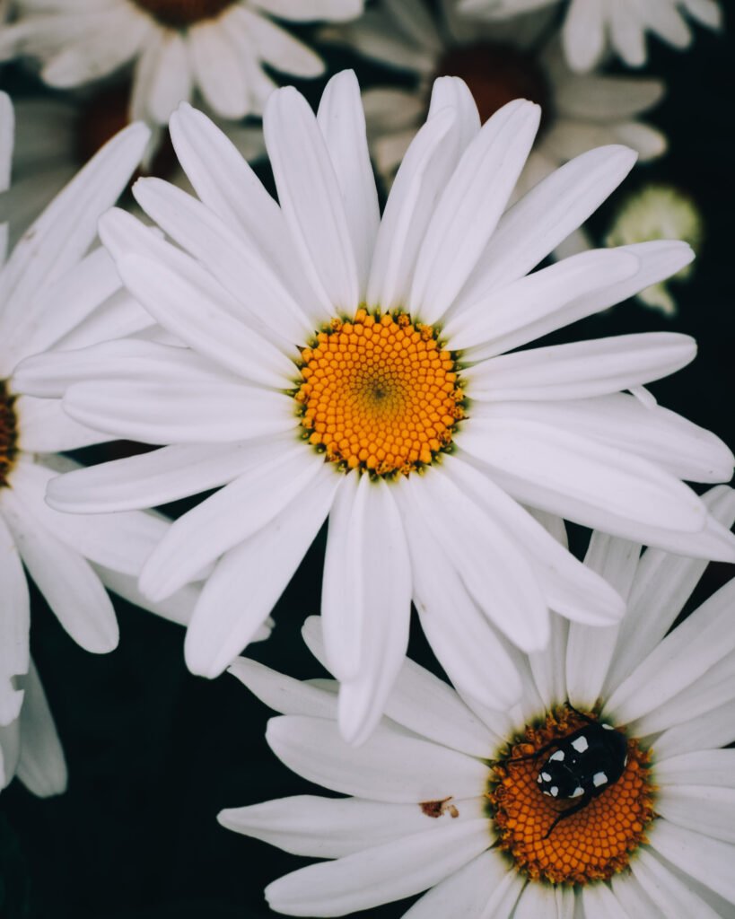 Daisy