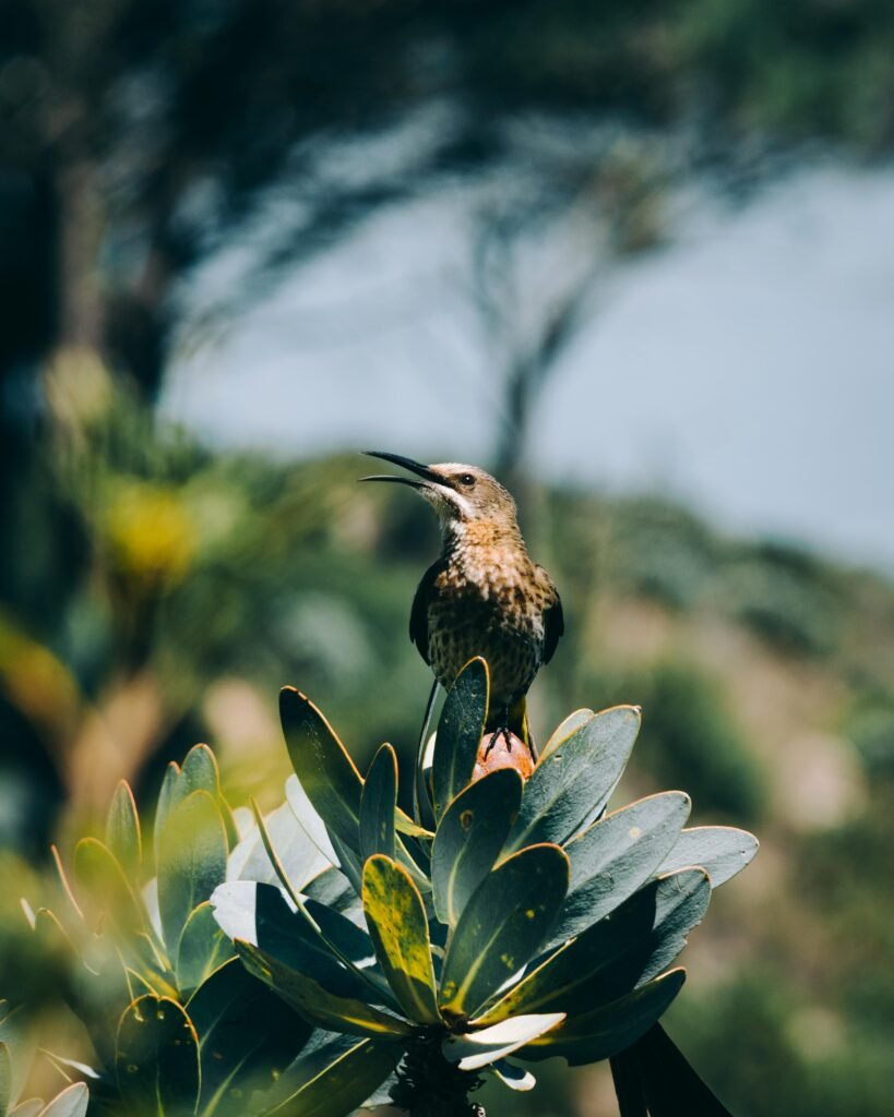 Cape sugarbird
