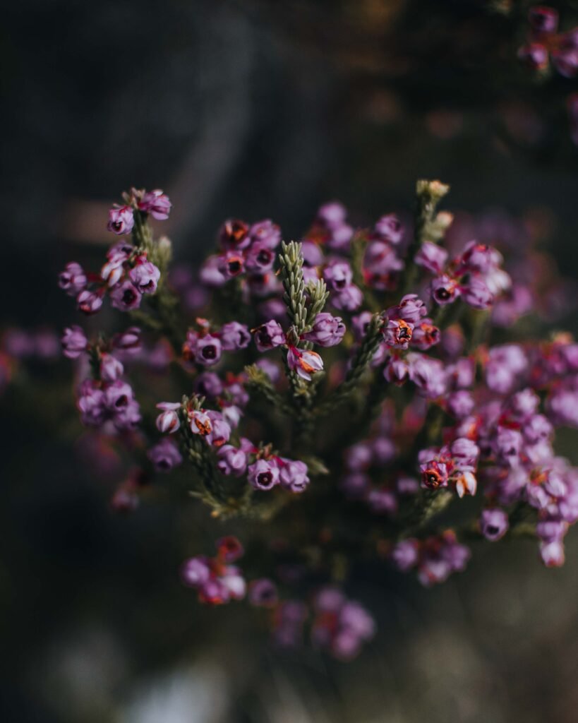 Nikkor 35mm f/1.8 Review: The Best Budget Lens for Nikon DX