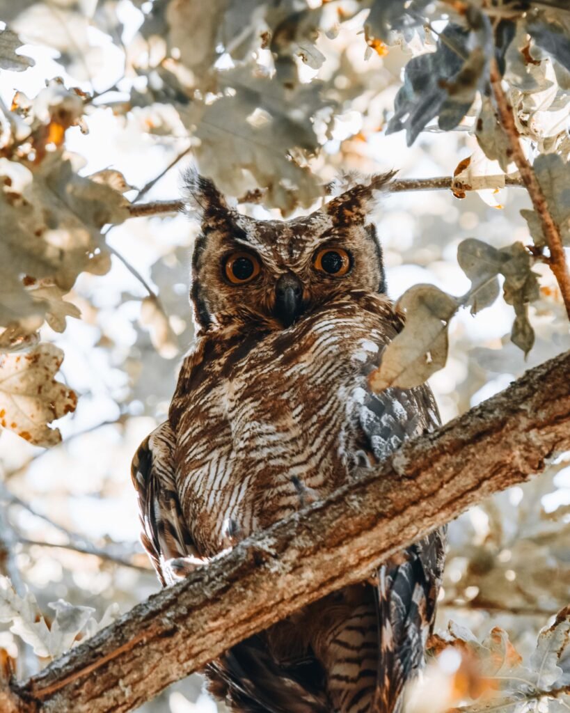 Owl