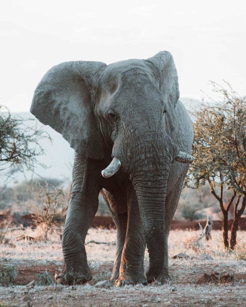 Elephant