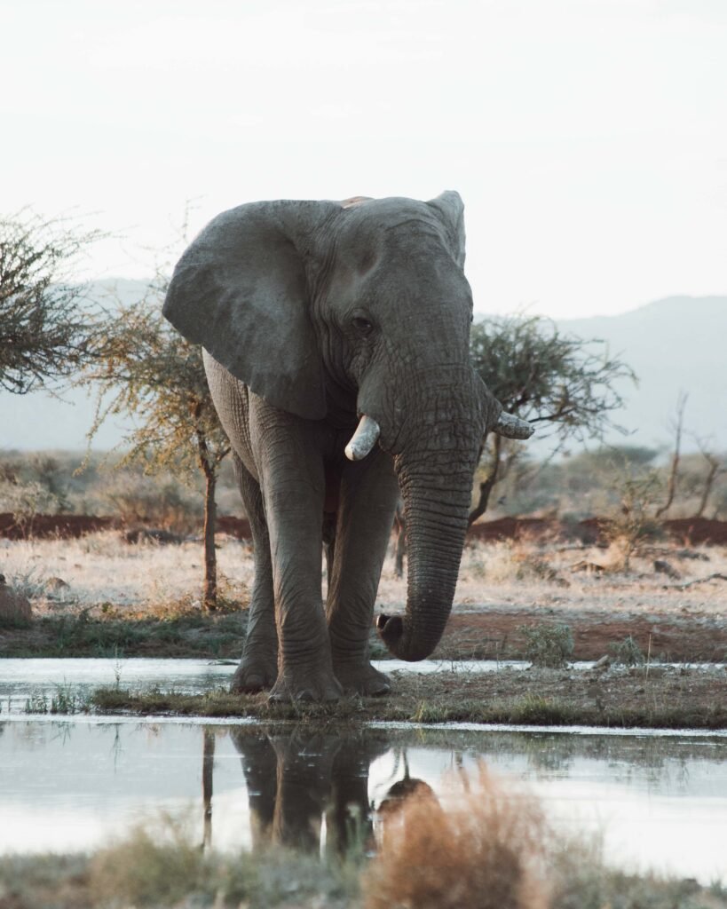 Elephant