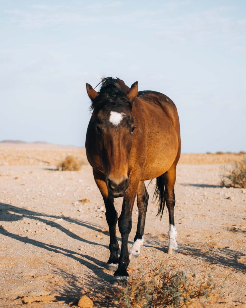 Wild horse