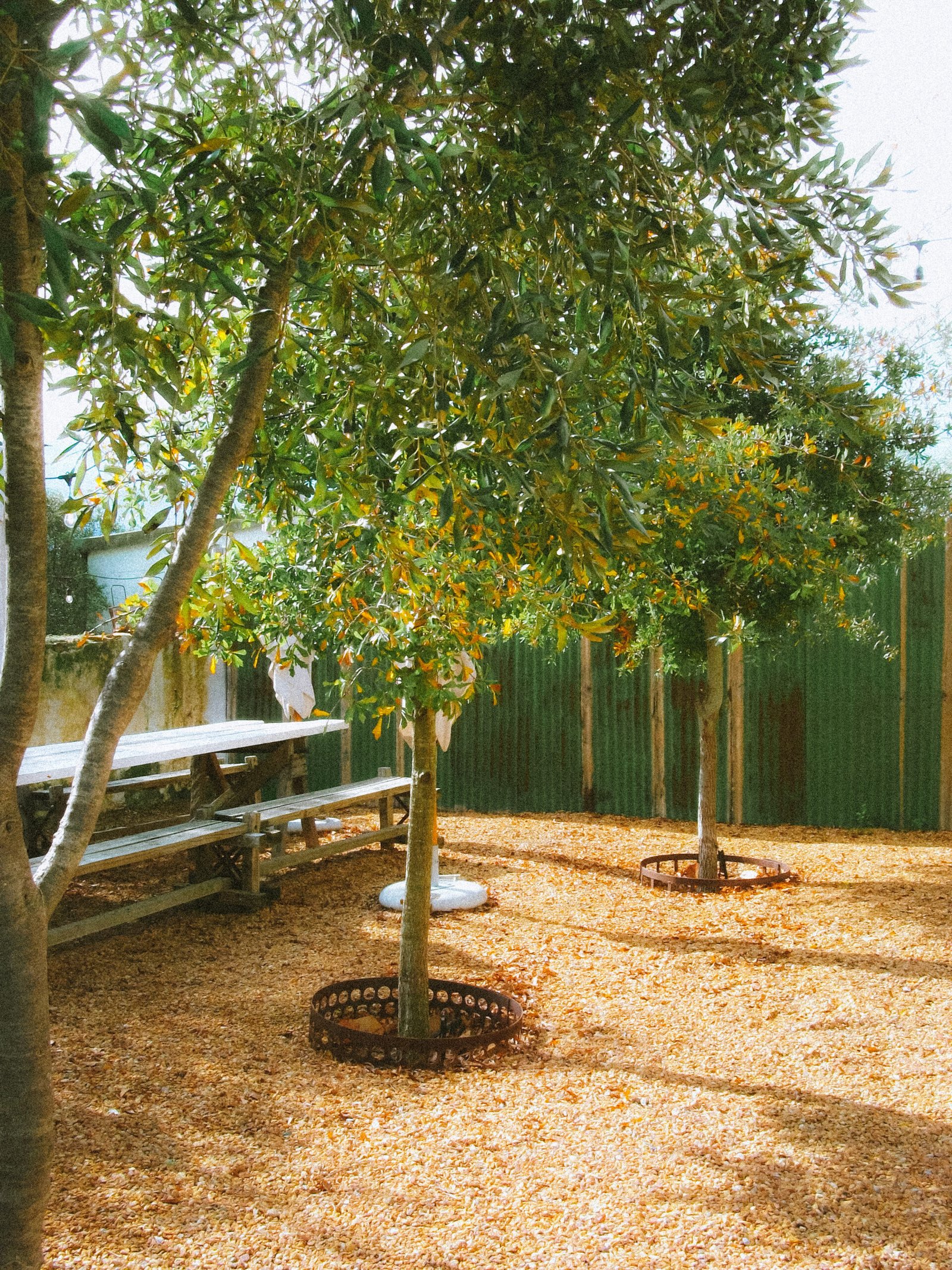 Backyard