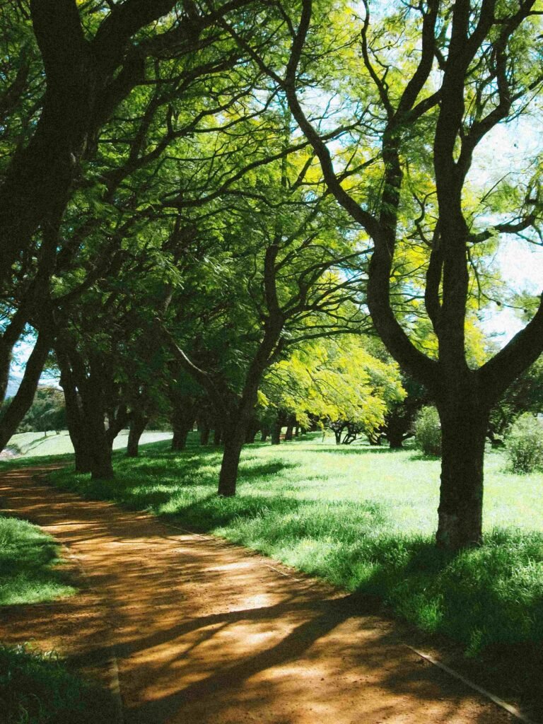 The Nature of Komorebi